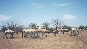ソマリアのラクダ